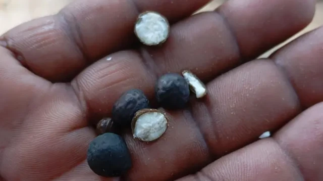 ਮਧੂਬਨੀ ਮਖਾਨਾ 