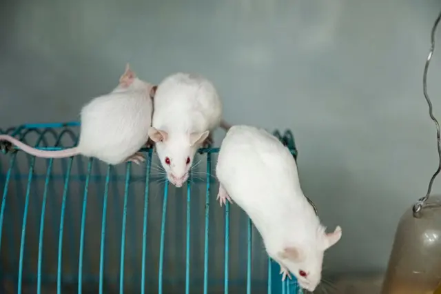 મદ્યપાન, દારુ, સેવન, આલ્કોહૉલ, ગર્ભવતી માતાનું સ્વાસ્થ્ય, મહિલા આરોગ્ય, બીબીસી ગુજરાતી