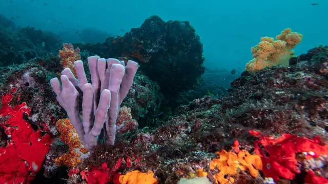 خاصِب، عمان – ۶ شهریور ۱۴۰۴: نمایی از دنیای زیرآبی زنده و رنگارنگ در یکی از سایت‌های محبوب غواصی در منطقه مُسندم در خاصب، عمان در تاریخ ۶ شهریور ۱۴۰۴. شبه‌جزیره مُسندم به تنوع زیستی دریایی منحصر‌به‌فردش شناخته می‌شود. صخره‌های مرجانی رنگارنگ هسته این اکوسیستم را تشکیل می‌دهند و سرپناه و غذا برای طیف وسیعی از ماهیان، صدف‌ها و دیگر گونه‌های دریایی فراهم می‌کنند.