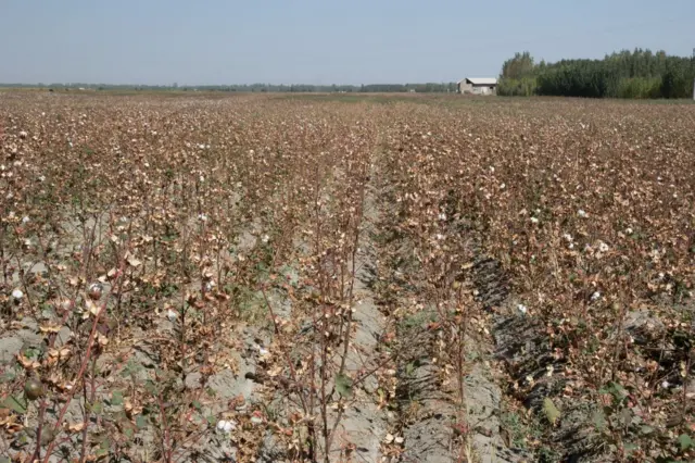 pamuk tarlası 