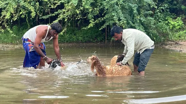 ઊન, ઘેટાં, ગુજરાત, માલધારીઓ, બીબીસી ગુજરાતી 