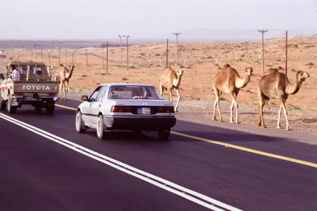 আল-আইন : হাইওয়ের পাশে মরুভূমি আর উটের সারি