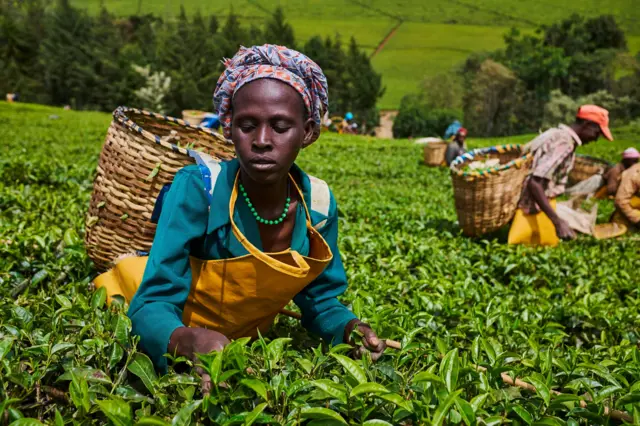 চা বাগান থেকে চা পাতা তুলছেন কেনিয়ার চা শ্রমিকরা। 