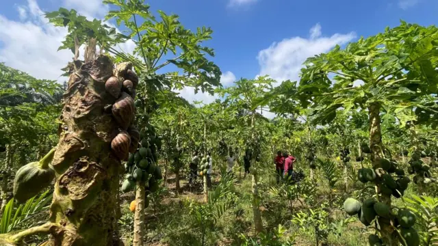 పార్వతీపురం మన్యం జిల్లా, బొప్పాయి, జామ, టమోట, పొలాలు, ఇళ్లు, నత్తగుల్లలు