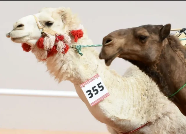 2018, 30,000 oo geel ah ayaa la keenay bandhigga geela ee Boqor Cabdulcasiis.
