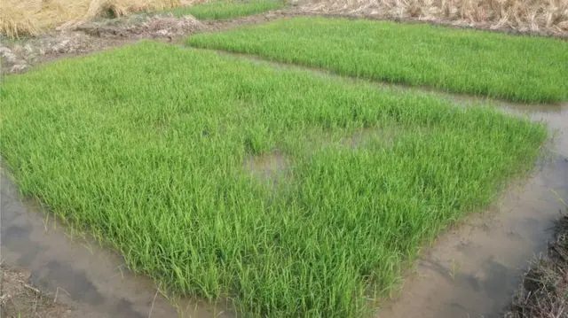 পরীক্ষামূলক ধানের চাষ