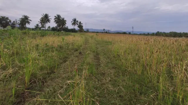 பூனைவால் கோரைப் புல்