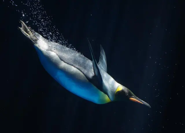 به اعتقاد دانشمندان در ادامه سده سکونتگاه های این گونه به شدت محدود خواهد شد