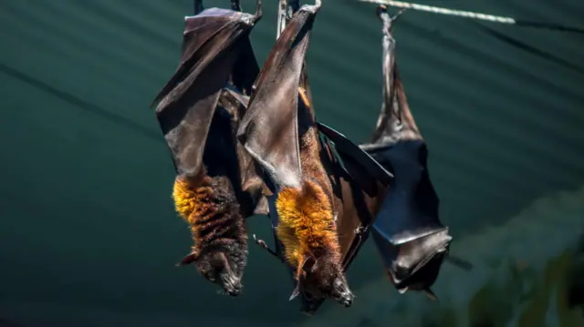 கேரளாவில் பரவும் நிபா வைரஸ் 