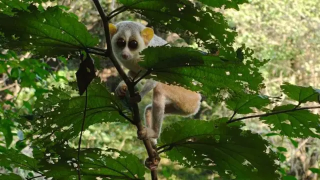 ਸਲੇਂਡਰ ਲੋਰਿਸ