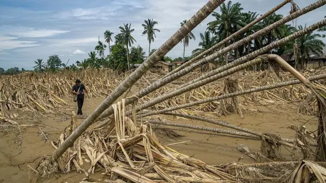 Siklon Senyar menghancurkan hamparan luas hutan di Sumatra.