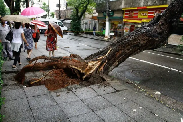 Árvore caída com raiz para foracomo ganhar na roleta relampagocalçadacomo ganhar na roleta relampagoSão Paulo