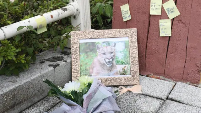 2018년 대전 오월드 동물원을 탈출했다가 사살된 퓨마 '뽀롱이'를 추모하는 영정사진과 꽃이 놓여 있다