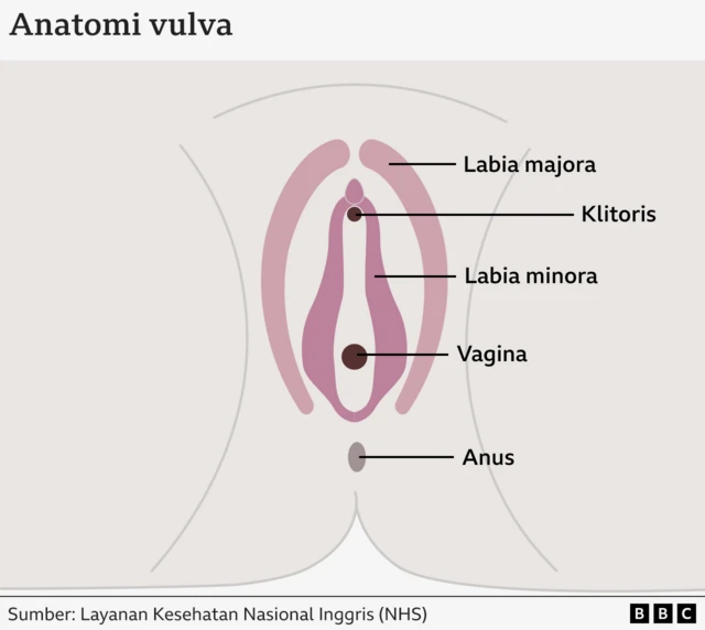 anatomi vulva