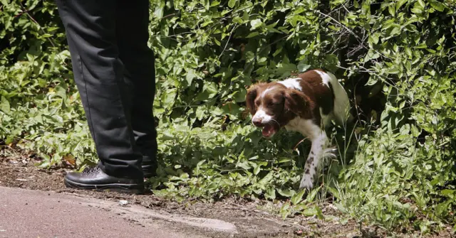 स्निफर डॉग