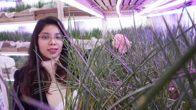 ਆਸਥਿਕਾ ਨਾਰੂਲਾ