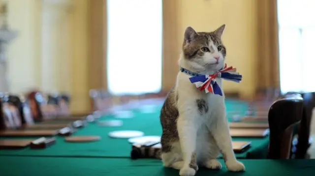 Kot Larry siedzi na stole, przy którym odbywają się spotkania gabinetu brytyjskich ministrów. Ma na sobie muszkę z motywem brytyjskiej flagi. 28 kwietnia 2011 roku