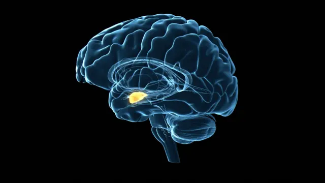 د دماغ دننه د امیګډالا مرکز