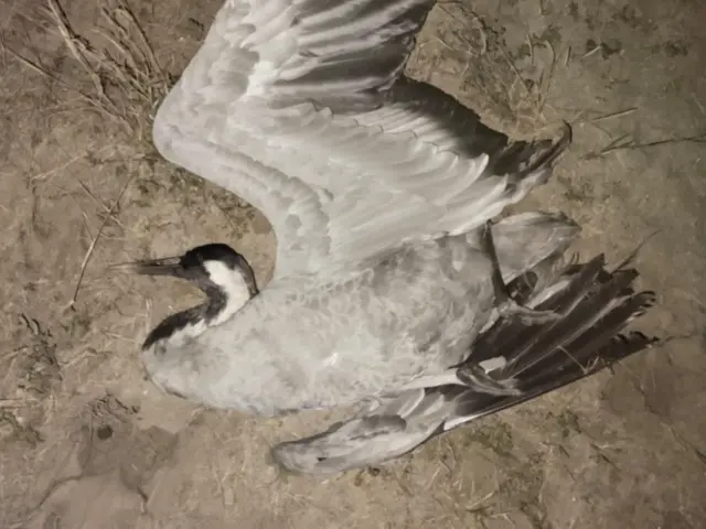 મોરબી, કરકરા, બીબીસી ગુજરાતી