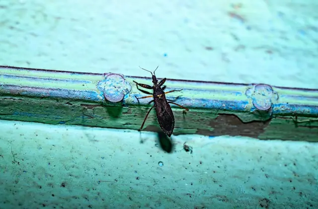 Клоп редувій ряджений на бірюзовому тлі