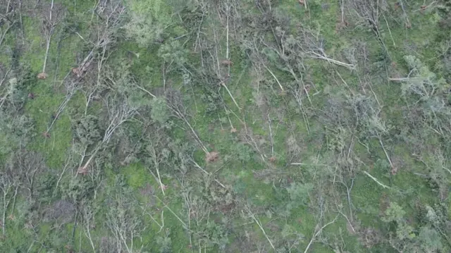 ములుగు అడవి 