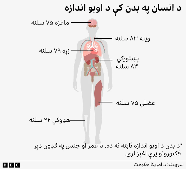 اوبه د بدن نژدې ټولو حیاتي دندو لپاره اړینې دي. د هارورډ روغتيايي پوهنځي په وینا، د اوبو ځینې مهمې دندې په لاندې ډول دي: