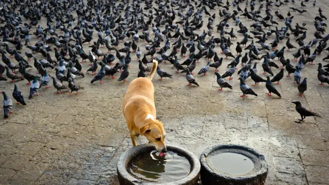 இந்தியாவில் தெரு நாய்களே இல்லையென்றால் நகரங்கள் என்னவாகும்?