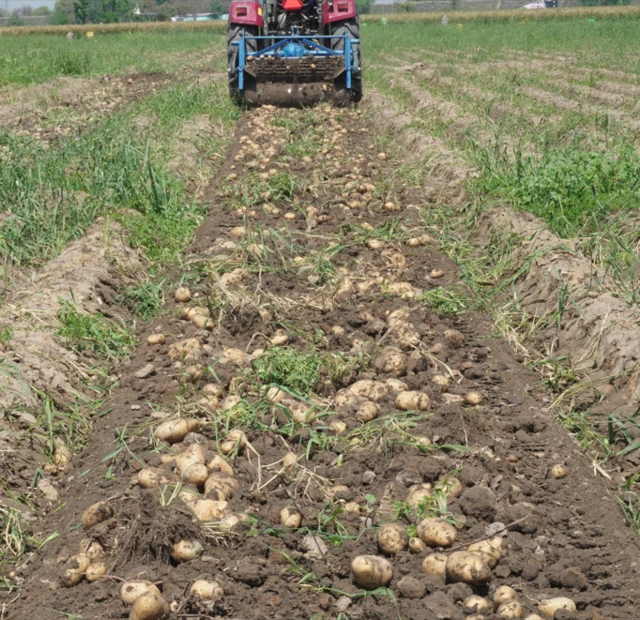  ਖੇਤਾਂ ਵਿੱਚ ਪਾਣੀ ਖੜ੍ਹਨ ਕਾਰਨ ਆਲੂਆਂ ਦੀ ਪੁਟਾਈ ਮੰਦੀ ਪਈ ਹੈ 