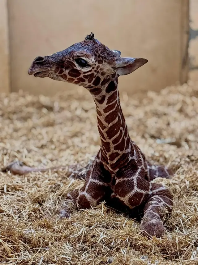 Endangered giraffe calf born at Whipsnade after death of father