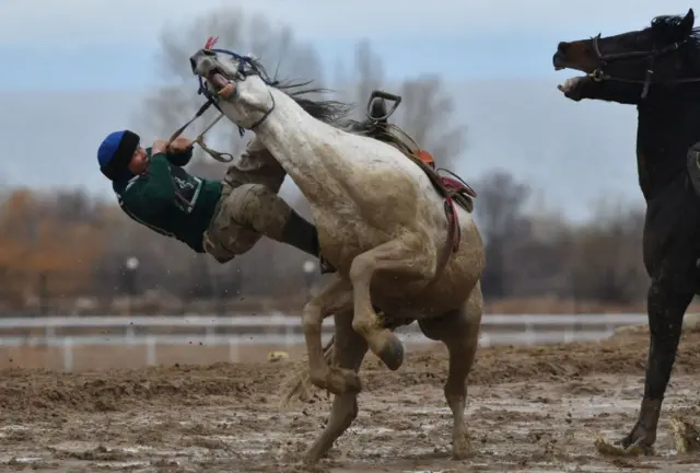 О﻿юндун кызыгына киргенде баарын унуткан көкбөрүчүлөр