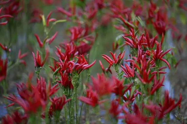 የሚጥሚጣ ቃሪያ 