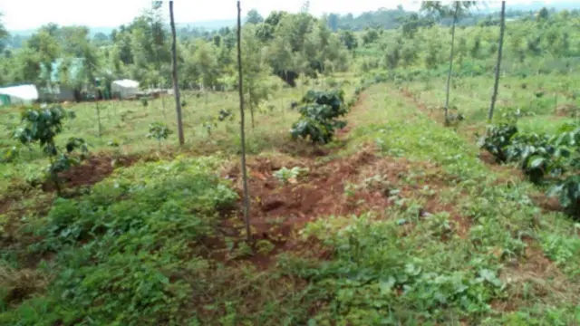 အောင်ချမ်းသာရွာမှာ ကော်ဖီစိုက်ပျိုးဖို့ သစ်တောဌာနက ခွင့်ပြုထားတာ မရှိဘူးလို့ဆို