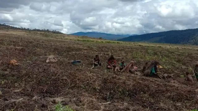 Warga Kabupaten Lanny Jaya, Papua, dipotret setelah gagal memanen hasil kebun mereka yang terserang cuaca ekstrem.