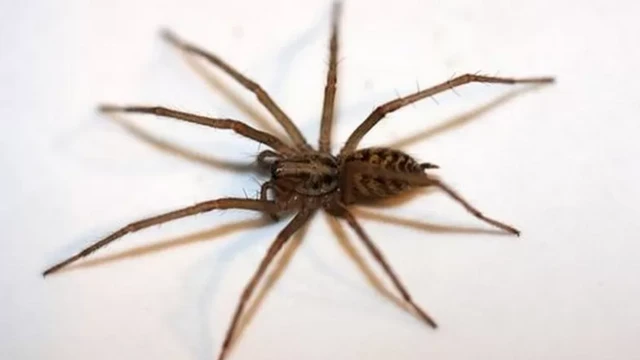 علامتی تصویر 