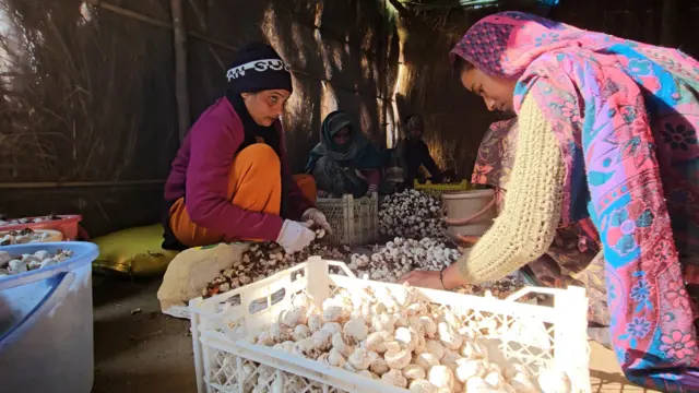 ਮਸ਼ਰੂਮ ਦੀ ਖੇਤੀ