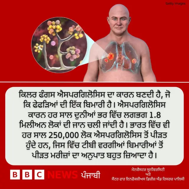 ਕਿਲਰ ਫੰਗਸ