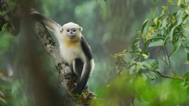 ‘መልክዕ ደኣ ይሃበኒ'ምበር፡ ጣቓስ ካብ ጎሮቤት ይልቀሖ’