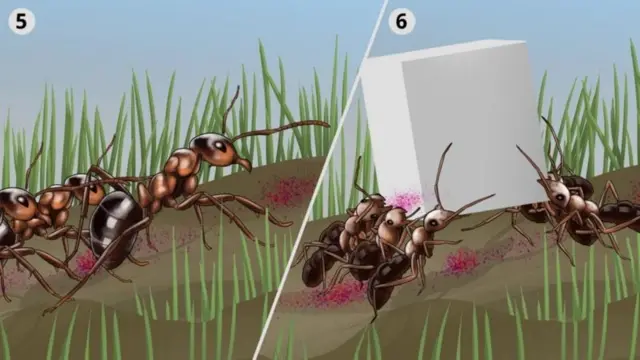 ছবিতে বোঝানো হয়েছে কীভাবে ওই রাসায়নিক সংকেত অন্যান্য পিঁপড়েদের খাবার খুঁজে পেতে সাহায্য করে