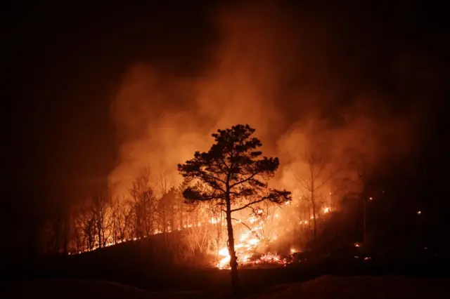 불에 타고 있는 소나무