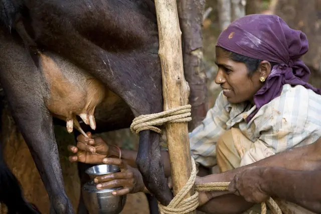દૂધના ભાવ ગરમીમાં કેમ વધે 