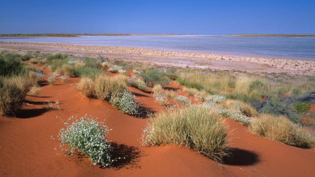 ஆஸ்திரேலியா, பாலைவனம், விலங்கினம், உயிரியல்