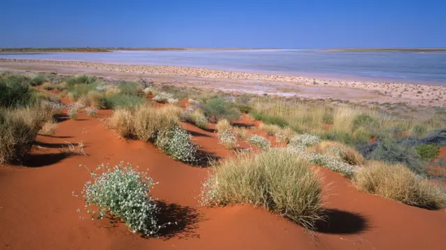 ஆஸ்திரேலியா, பாலைவனம், விலங்கினம், உயிரியல் 