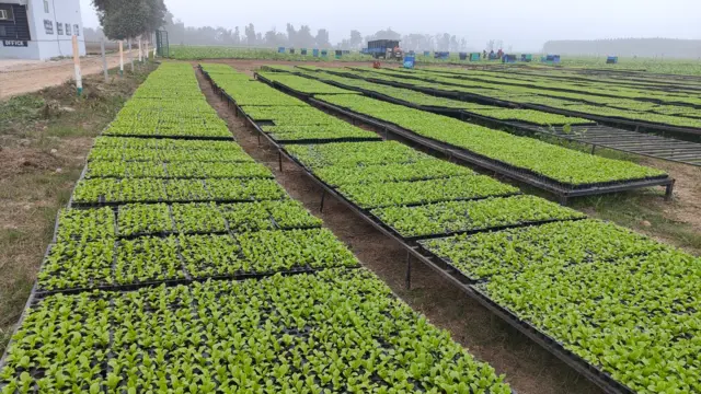 ਲੈਟਸ ਦੀ ਫਸਲ