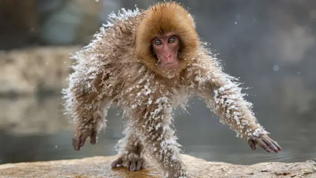 ‘ጠፈርተኛ’