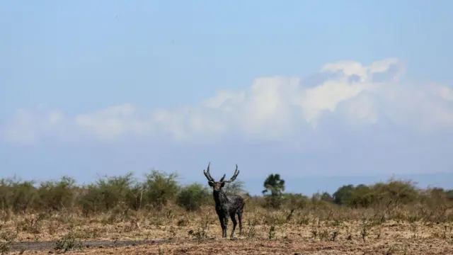 Rusa timor (Rusa timorensis) di Taman Nasional Baluran, Situbondo, Jawa Timur, pada 6 Agustus 2023.
