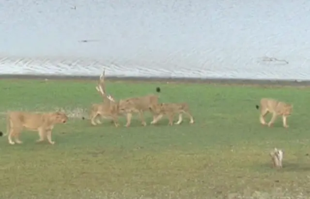 હિરણનું પાણી ગીરકેસરી પીએ છે