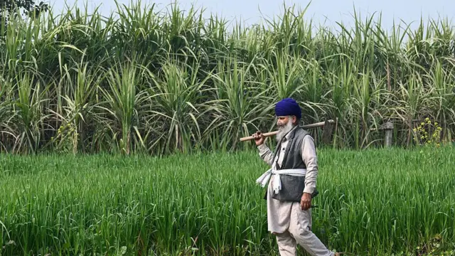 ਗੰਨੇ ਦੀ ਫਸਲ ਨੇੜੇ ਕਿਸਾਨ
