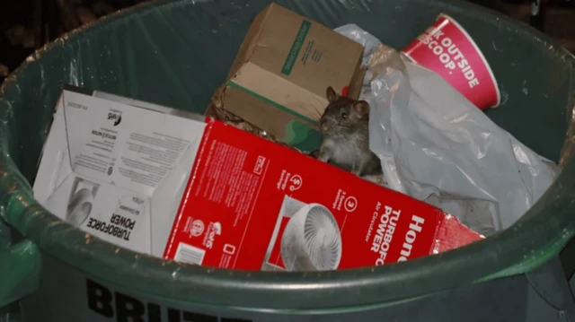 موشی در میان آشغال‌ها در سطل زباله