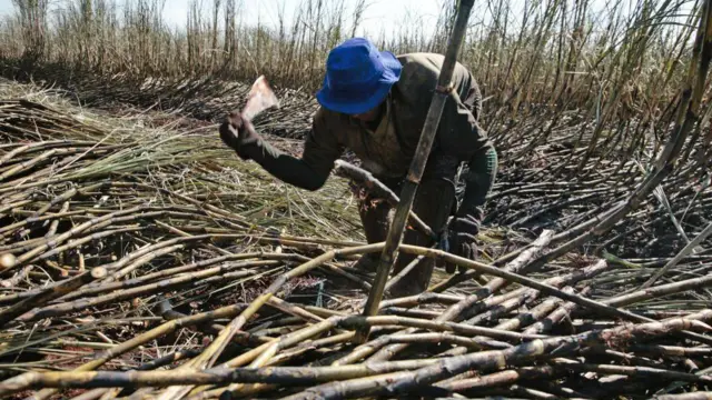 Um trabalhador em uma plantação de cana de açúcar