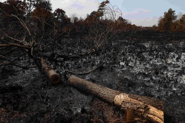 Lahan gambut yang hangus terbakar terlihat di kawasan Bumi Serdam Indah, Kecamatan Sungai Raya, Kabupaten Kubu Raya, Kalimantan Barat, Rabu (29/7/2026). BPBD Kalimantan Barat menyatakan bahwa status siaga darurat bencana karhutla di Kalimantan Barat, yang ditetapkan melalui Keputusan Gubernur Kalimantan Barat, berlaku hingga 15 November 2026. 